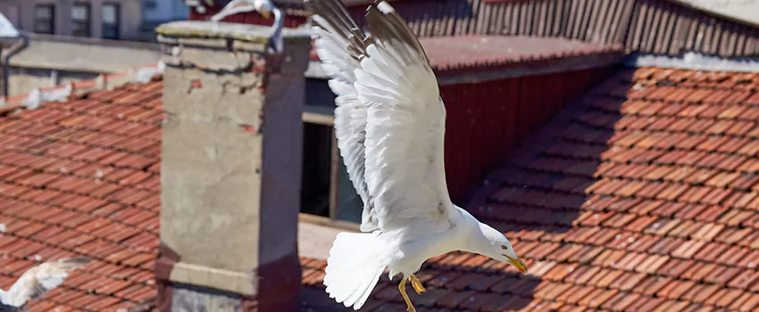 Residential Chimney Animal Removal Solution in Kingman, AZ