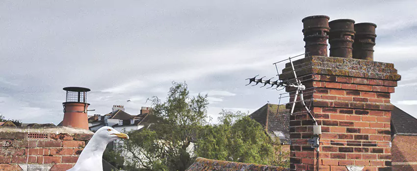 Chimney Cleaning And Restoration in Kingman, Arizona